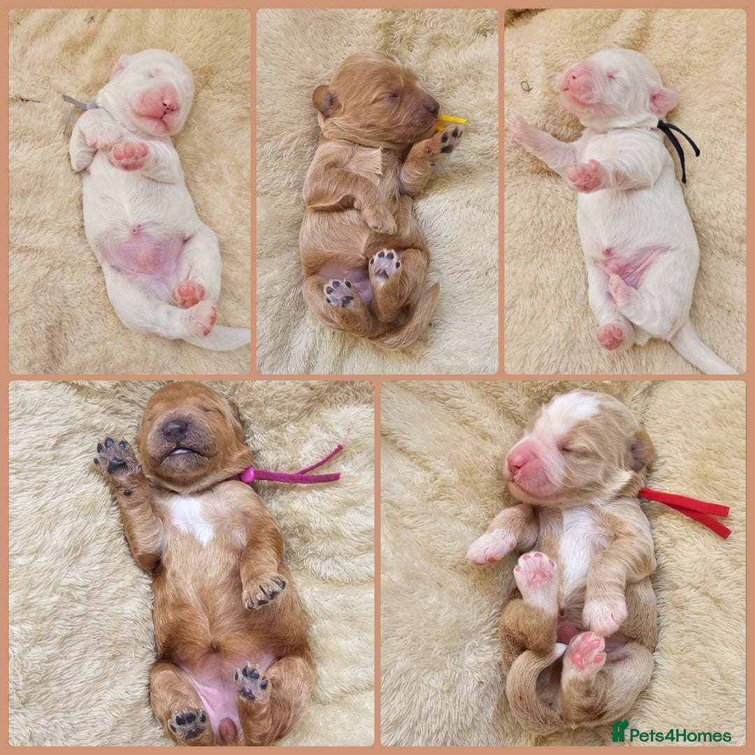 Australian Labradoodle dogs for sale: STUNNING FULLY HEALTH TESTED PUPPIES 🌟🐾 - Image 1