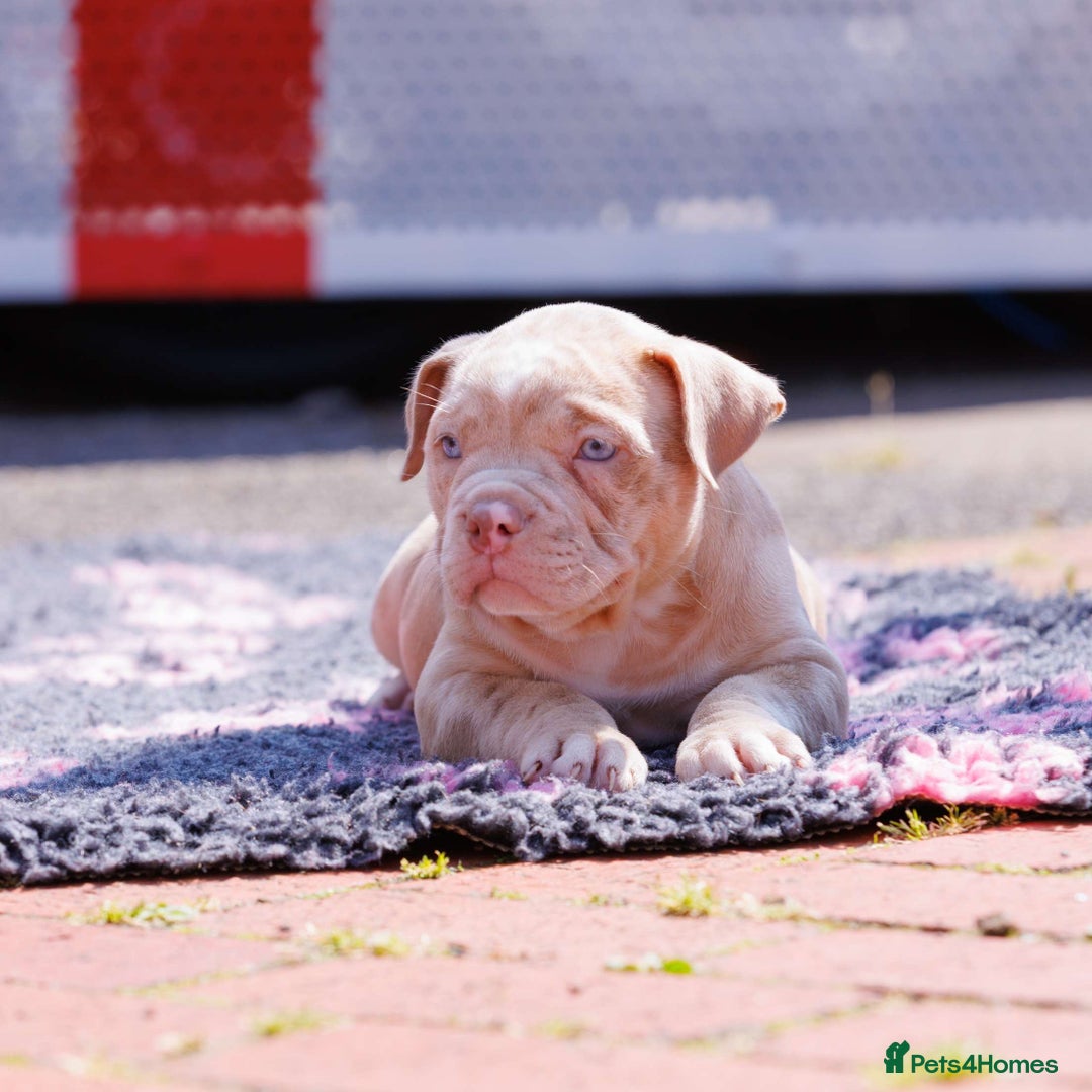 American Bully dogs for sale: POCKET BULLY PUPS AVAILABLE 🩷 - Image 1