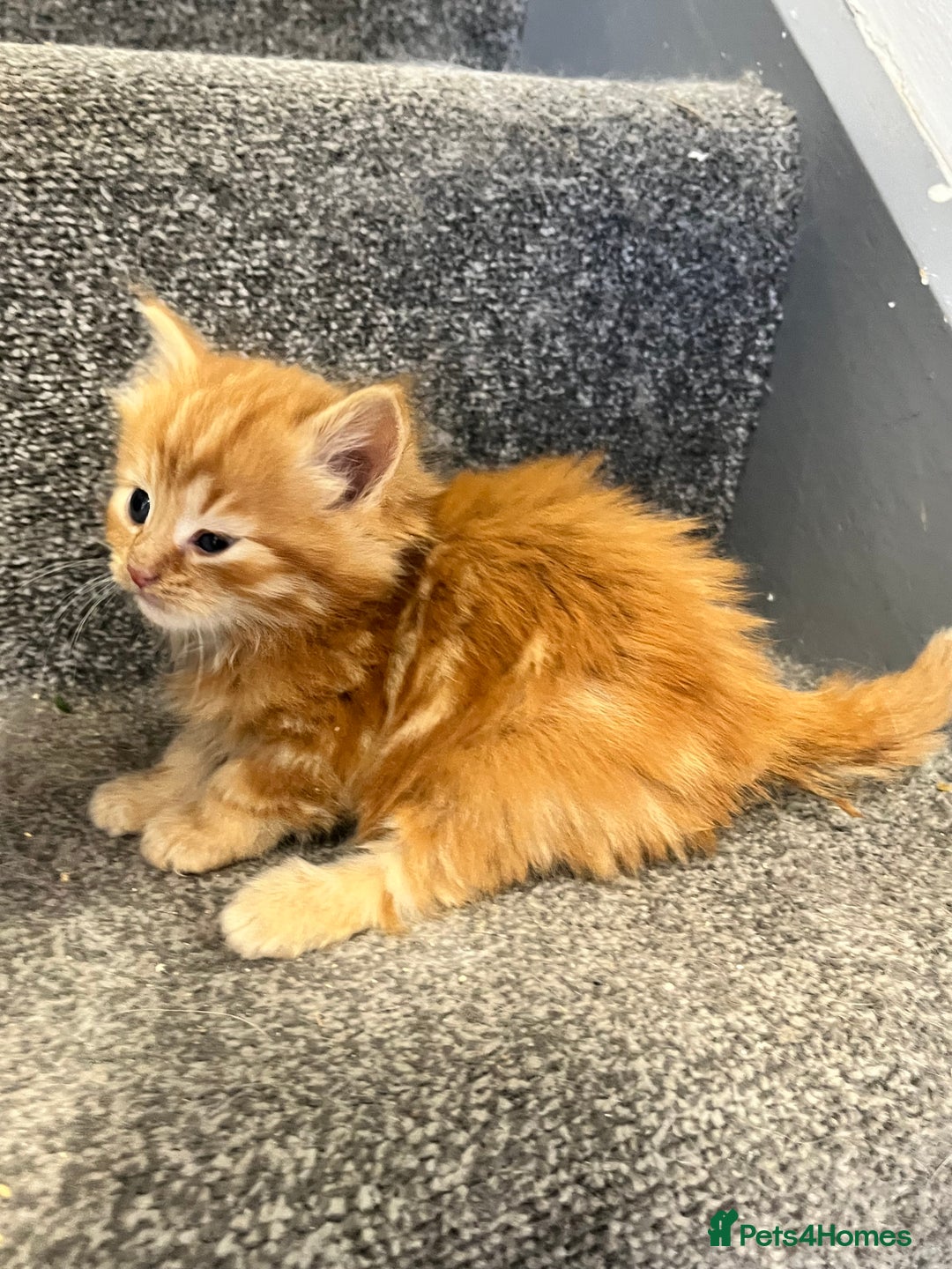 Maine Coon cats for sale: 3/4 Maine coon x kittens - Image 3
