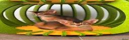 Abyssinian cats for sale: 🎖🏆🏅last 2 Abyssinian kittens  - Advert 22