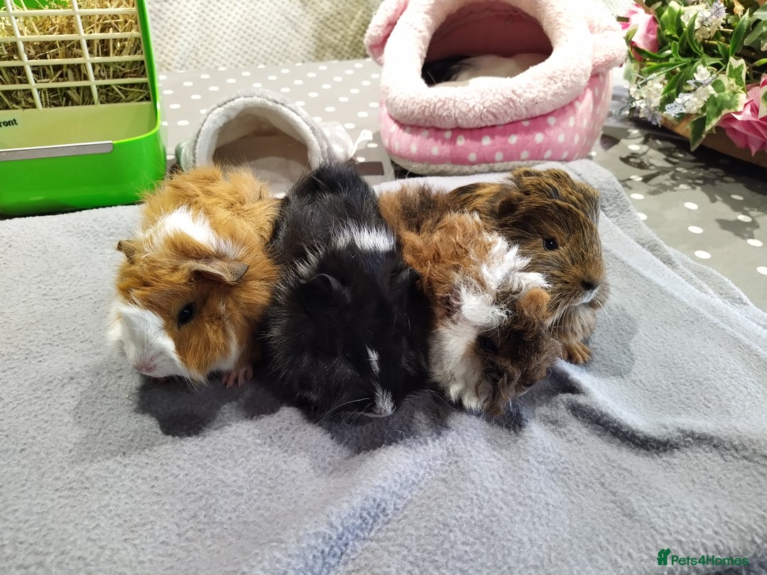 Guinea Pig rodents for sale: Five gorgeous male guinea pigs different breeds in Milnthorpe - Image 2