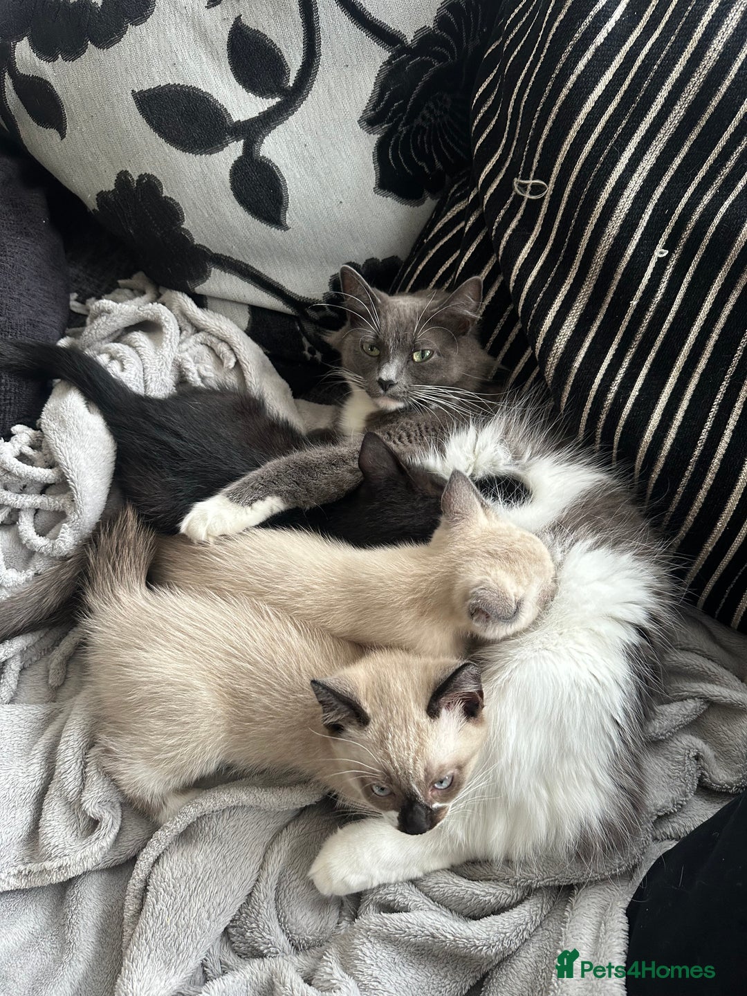 Ragdoll cats for sale: Ragdoll mix - Advert 15