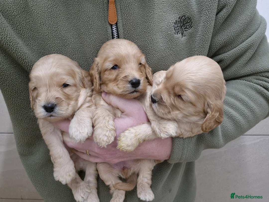 Cocker Spaniel dogs for sale: Cockapoo Puppies - Advert 1