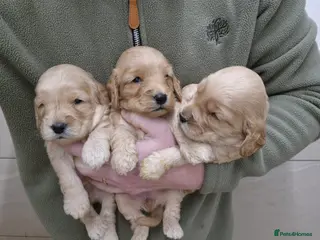 Cocker Spaniel dogs Cockapoo Puppies - Advert 5