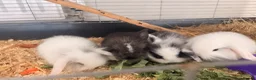 Lionhead rabbits for sale: Lionhead lops in Nuneaton - Advert 4