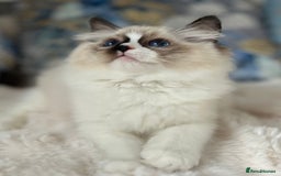Ragdoll cats for sale: Beautiful Bicolour Ragdoll Kittens Home Raised, in Castleford - Image 16