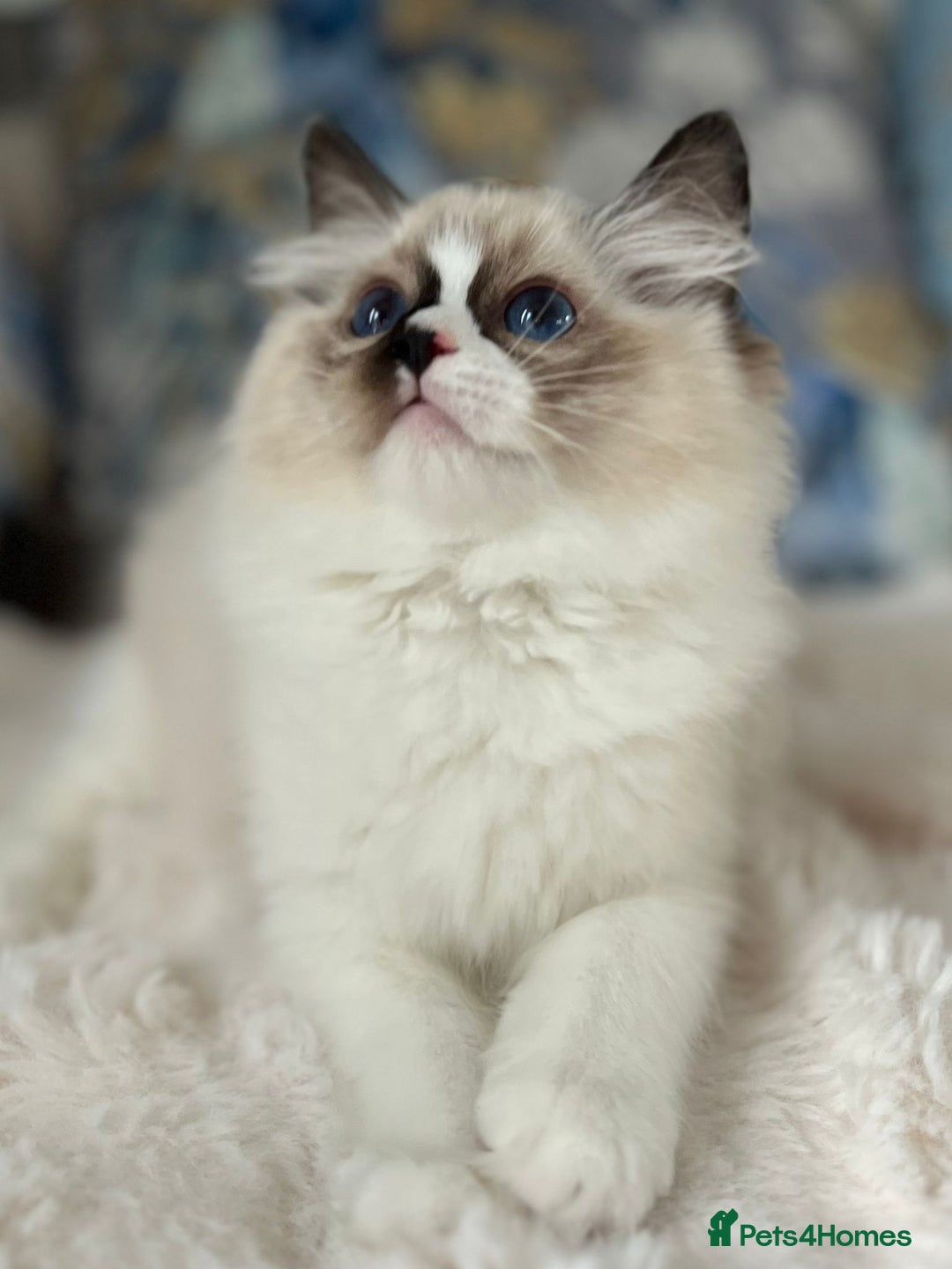 Ragdoll cats for sale: Beautiful Bicolour Ragdoll Kittens Home Raised, in Castleford - Image 16