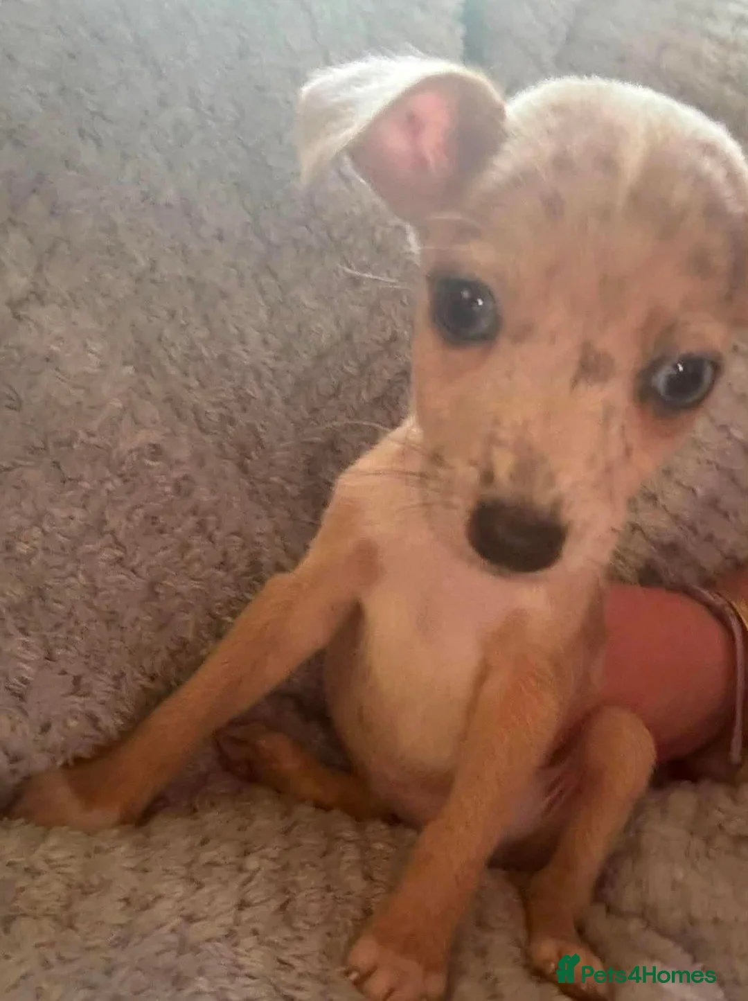 Jack Russell dogs for sale: Jack russell - Advert 2