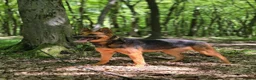 Mixed Breed dogs for adoption: ❤️ SHANNY ❤️ – WELL BALANCED, KIND AND DEVOTED  - Advert 22