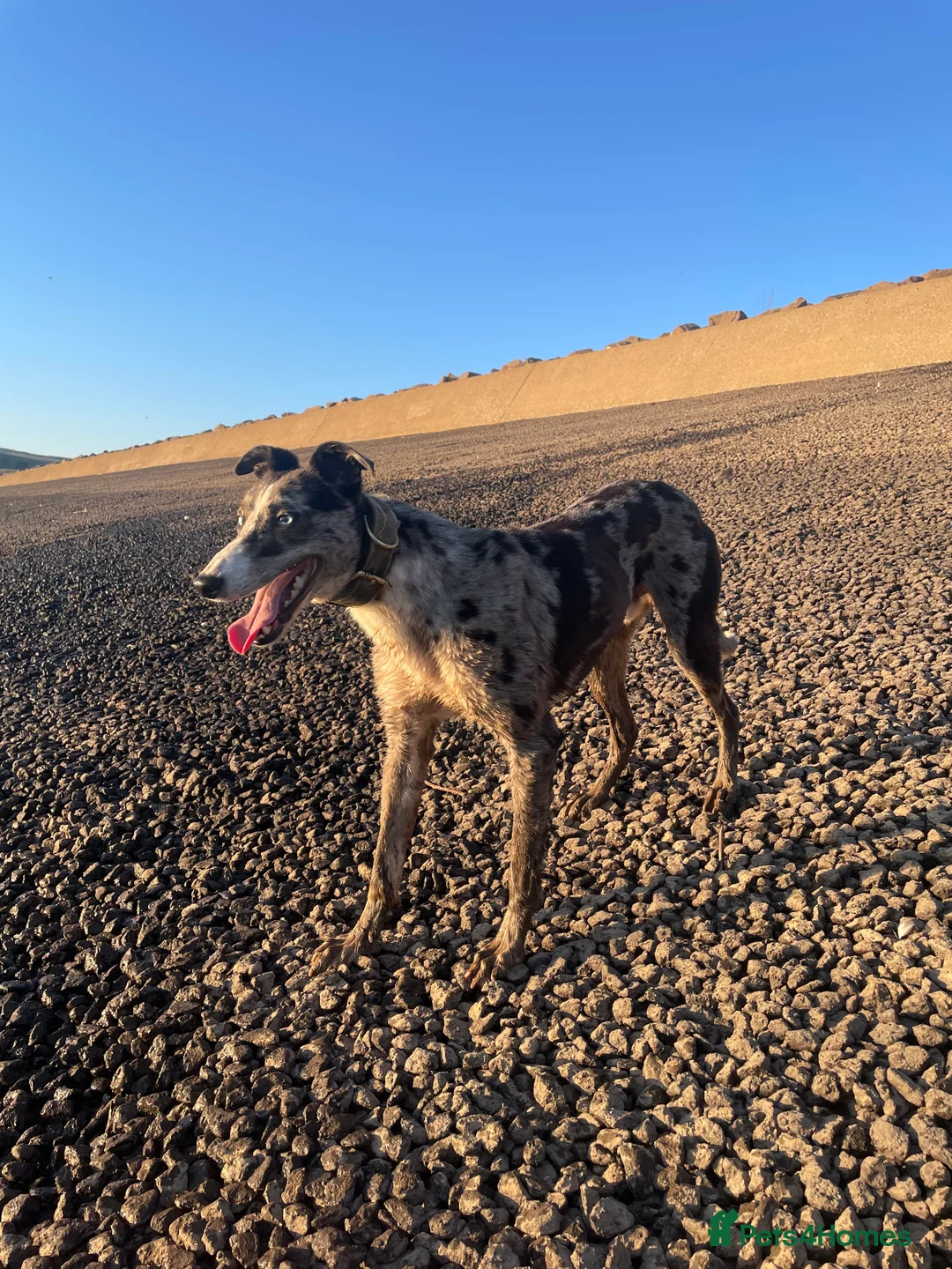 Lurcher dogs for stud: Merl dog for stud in Barnard Castle - Advert 5