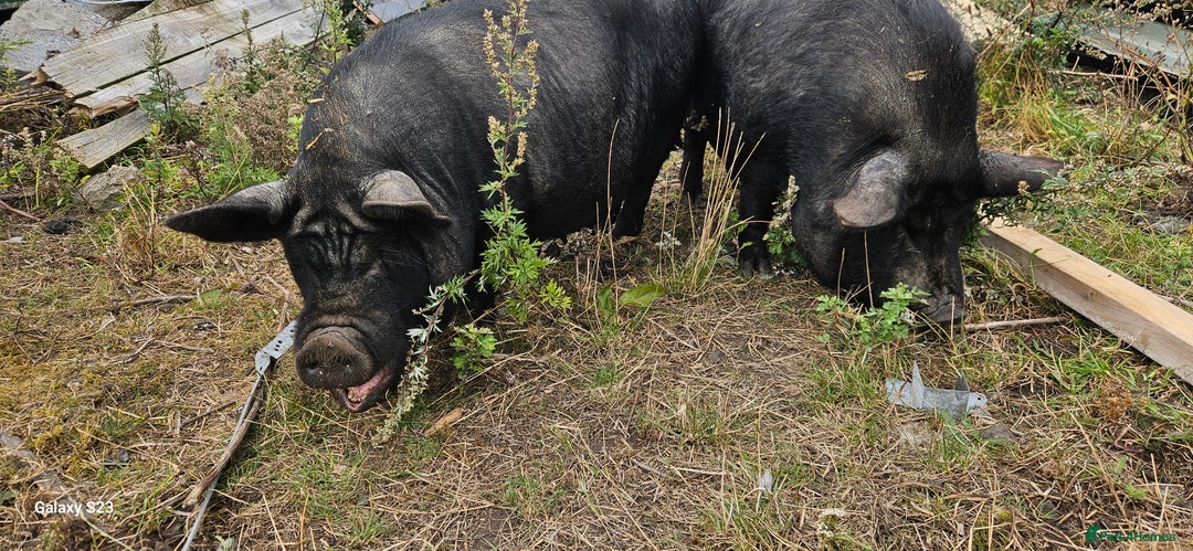 Pig livestock for sale: Miniature sows for sale  - Image 2