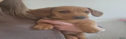 Miniature Dachshund dogs for sale: **1 boy left ready now** - Advert 4