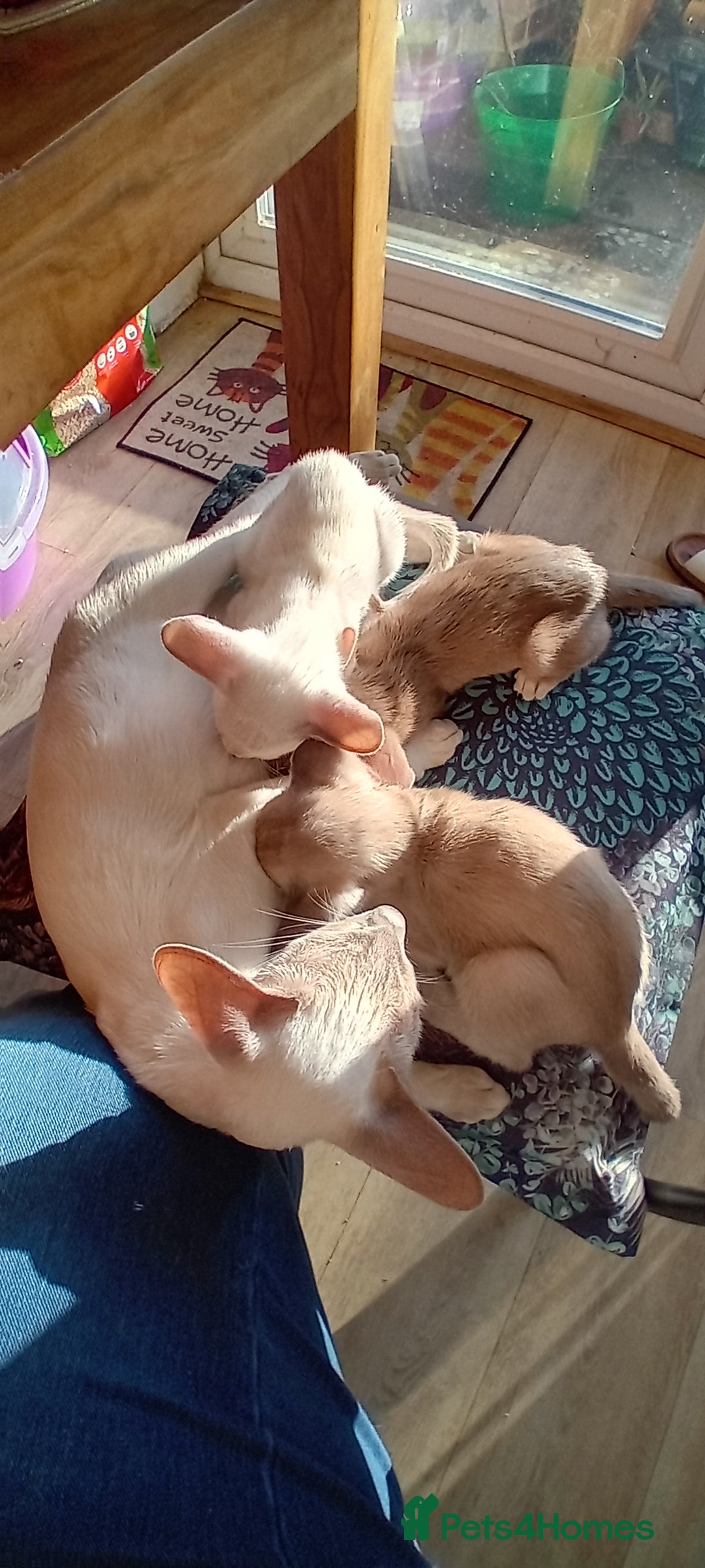 Siamese cats for sale: Blue point siamese male - Image 2