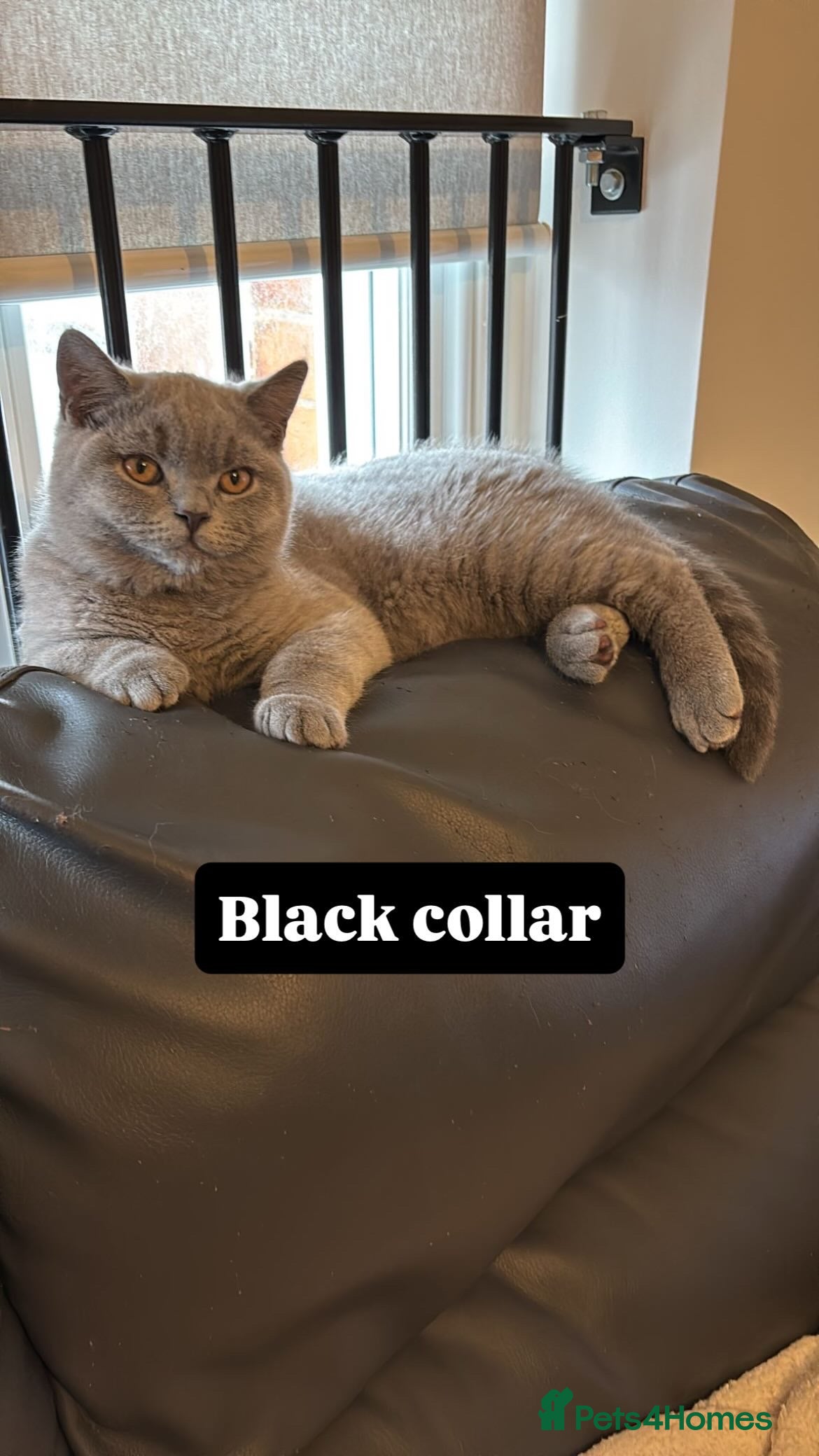 British Shorthair cats 🧸1 Remaining Chunky British Shorthair Kittens🧸 - Advert 12