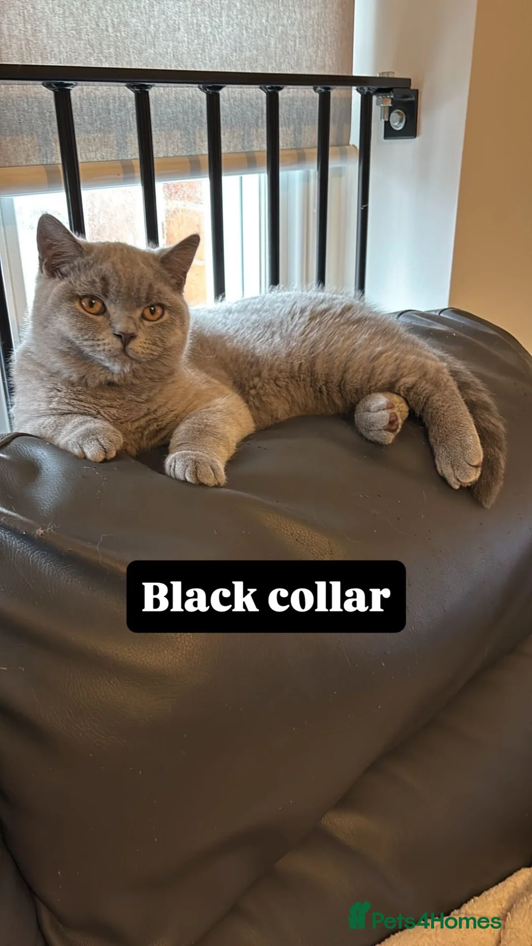 British Shorthair cats for sale: 🧸2 Remaining Chunky British Shorthair Kittens🧸 - Advert 4