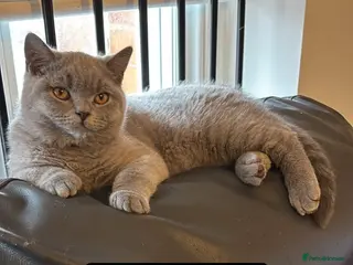 British Shorthair cats 🧸1 Remaining Chunky British Shorthair Kittens🧸 - Advert 12