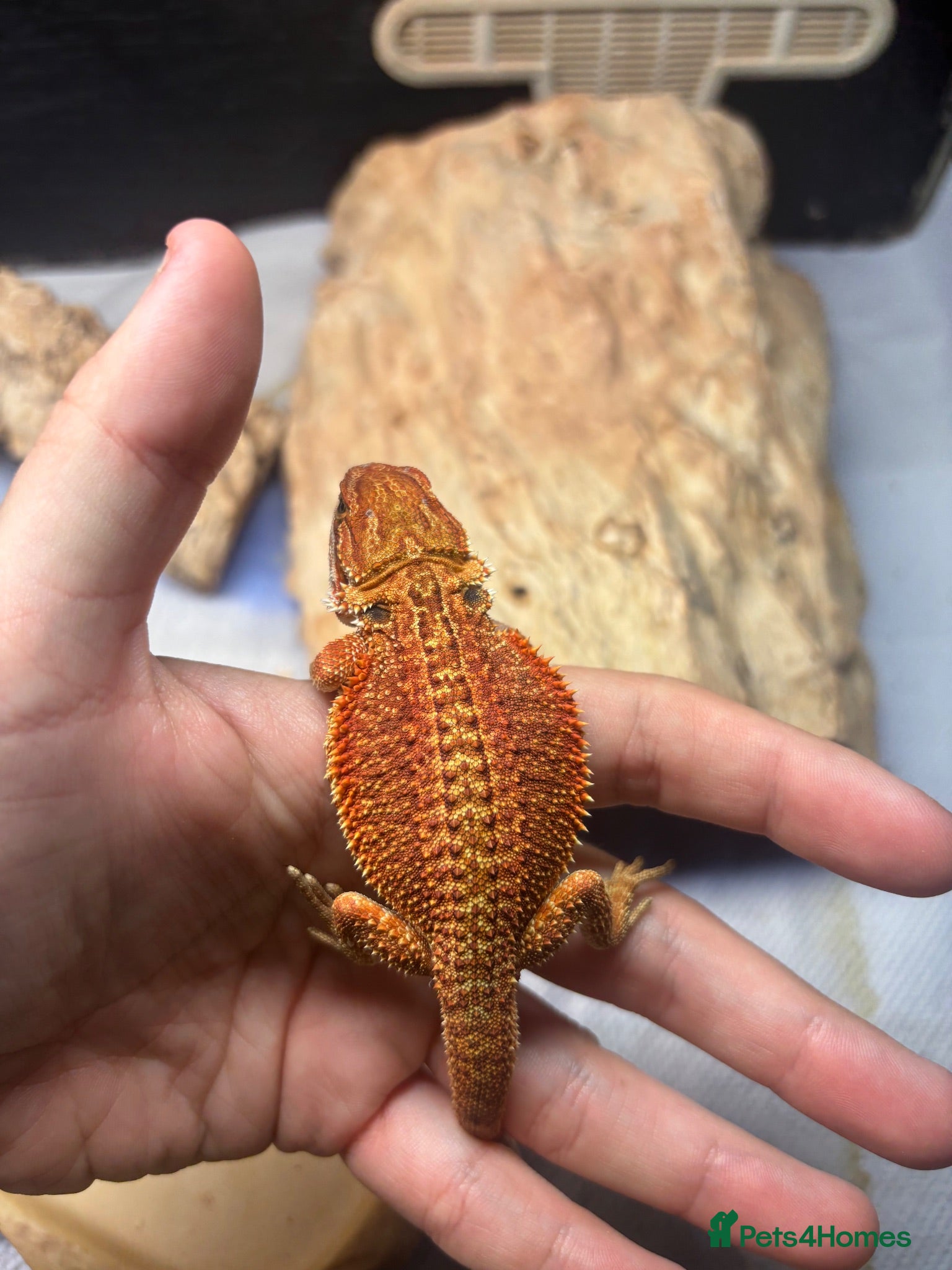 Bearded Dragon reptiles Hypo G-stripe red monster bearded dragon  - Advert 1