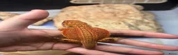 Bearded Dragon reptiles for sale: Hypo G-stripe red monster bearded dragon  - Advert 1