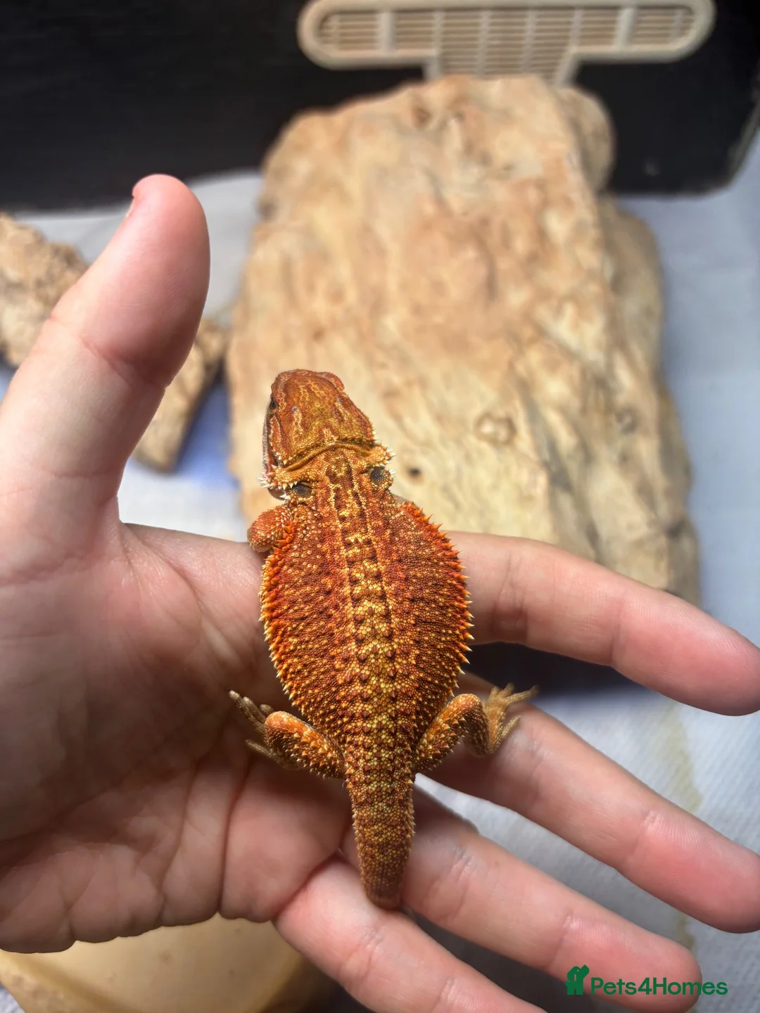 Bearded Dragon reptiles for sale: Hypo G-stripe red monster bearded dragon  - Advert 1