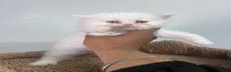Persian cats for sale: Persian kittens for sale - blue eye beauty  - Advert 7