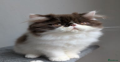 Persian cats - Advert 6
