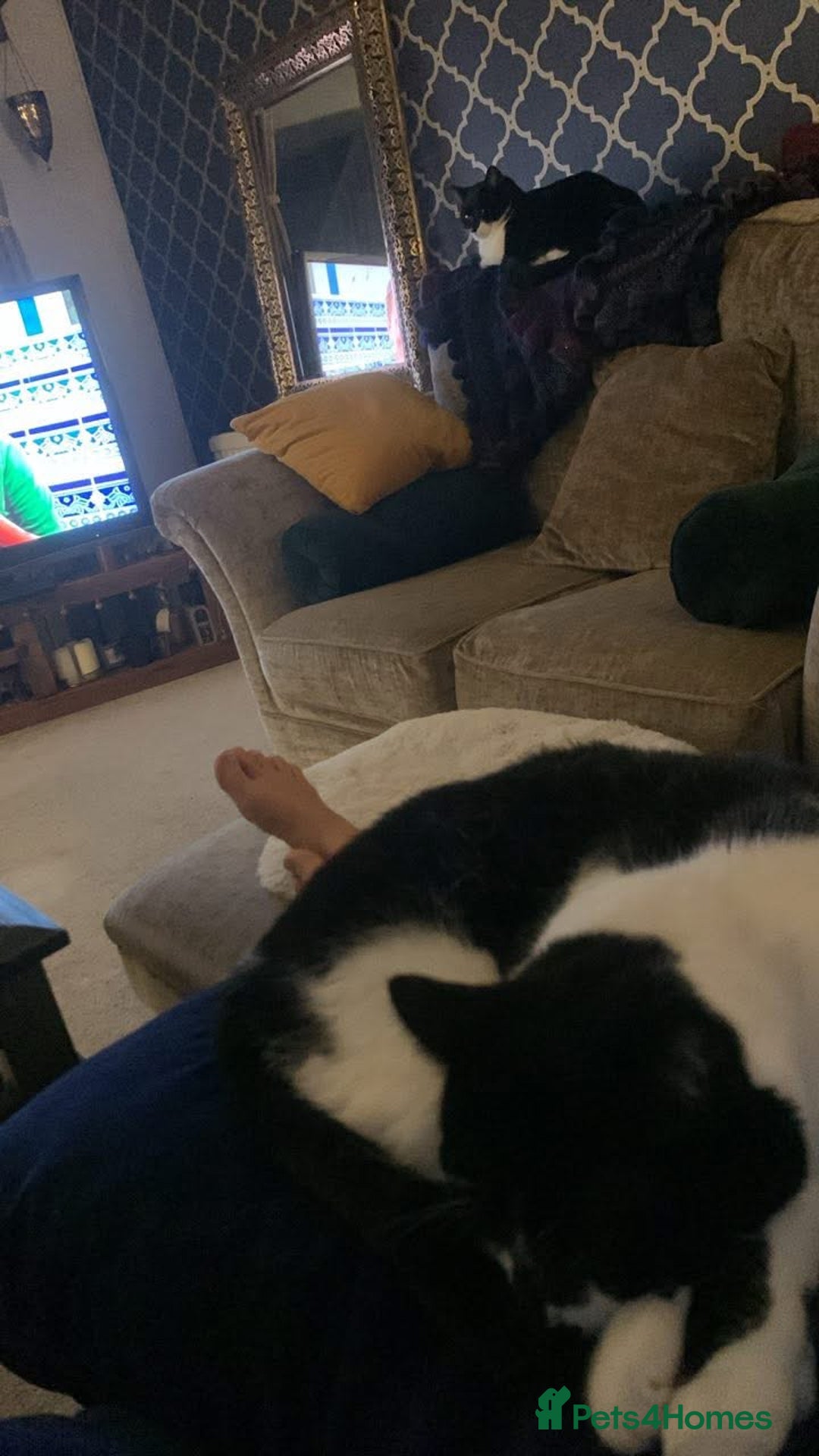 Domestic Shorthair cats for sale: 2 black & white sisters  - Advert 11