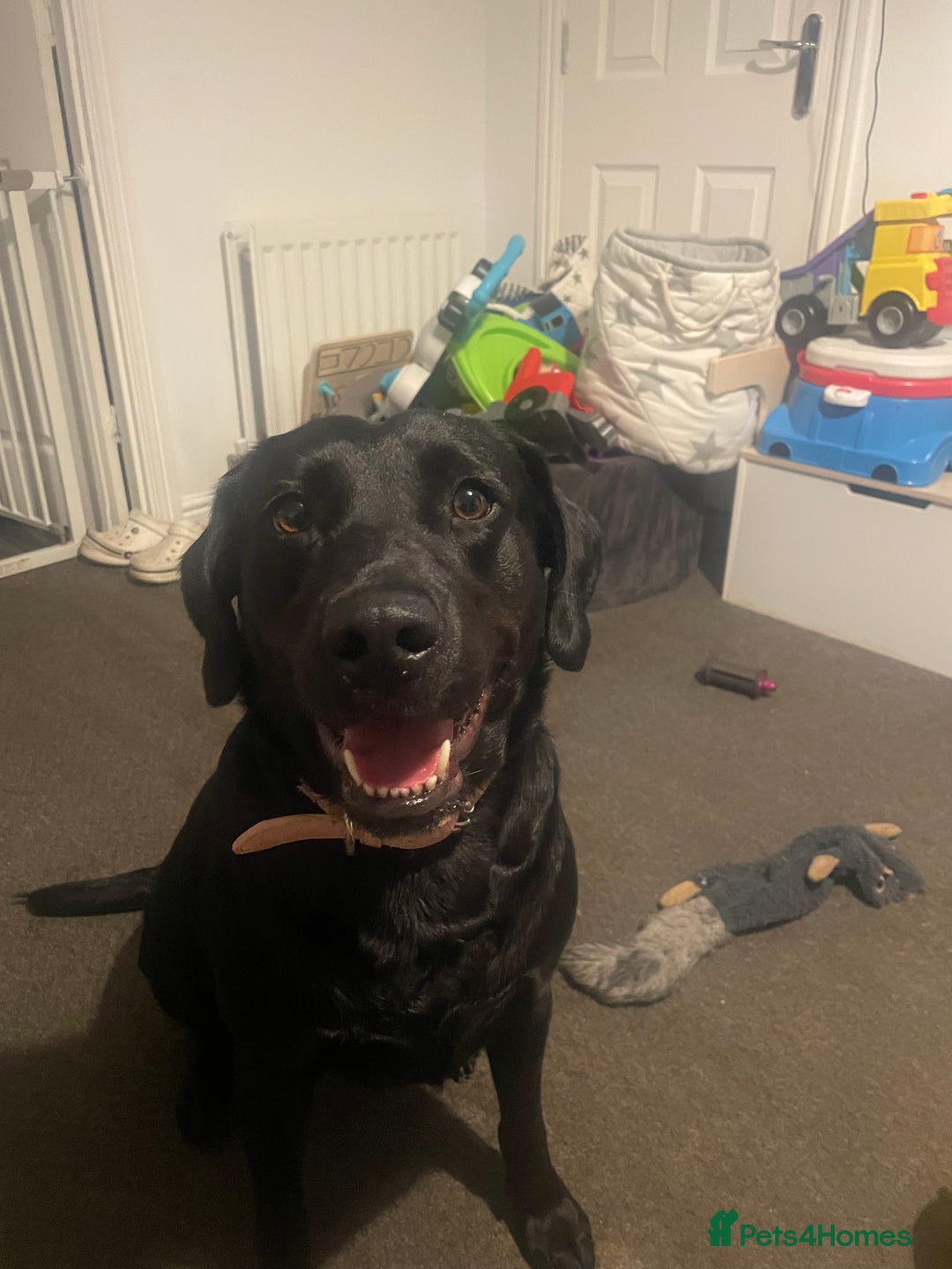 Labrador Retriever dogs for sale: Black lab  - Image 1
