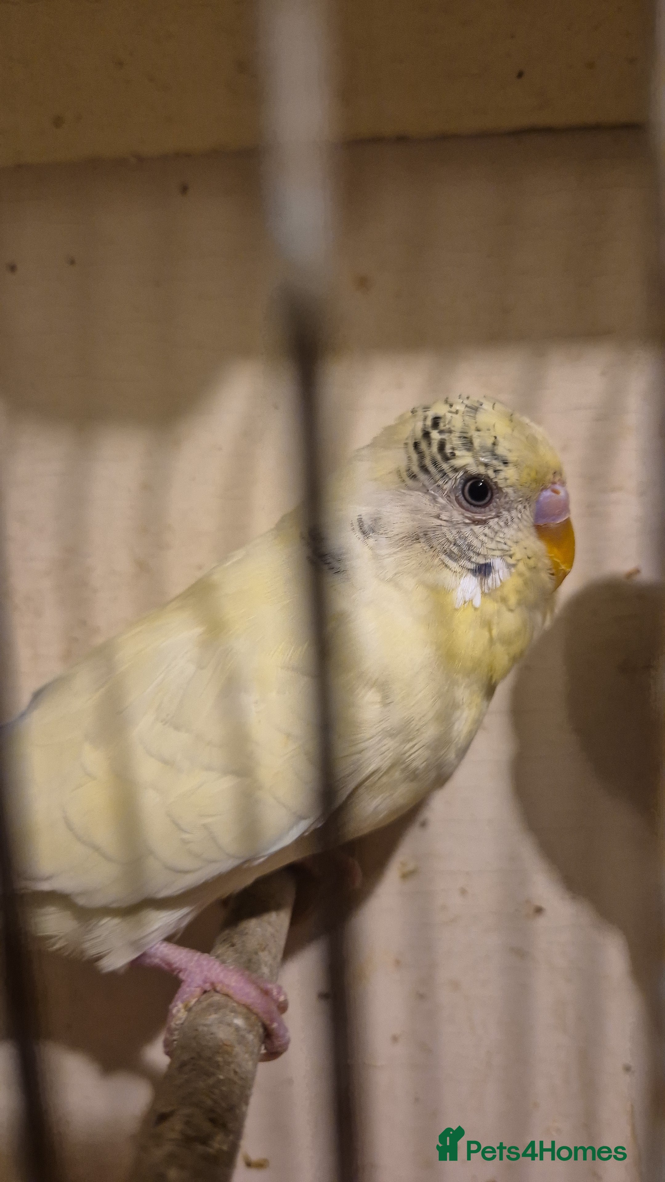 Budgerigars birds Budgies 2 year old - Advert 1