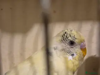 Budgerigars birds Budgies 2 year old - Advert 1