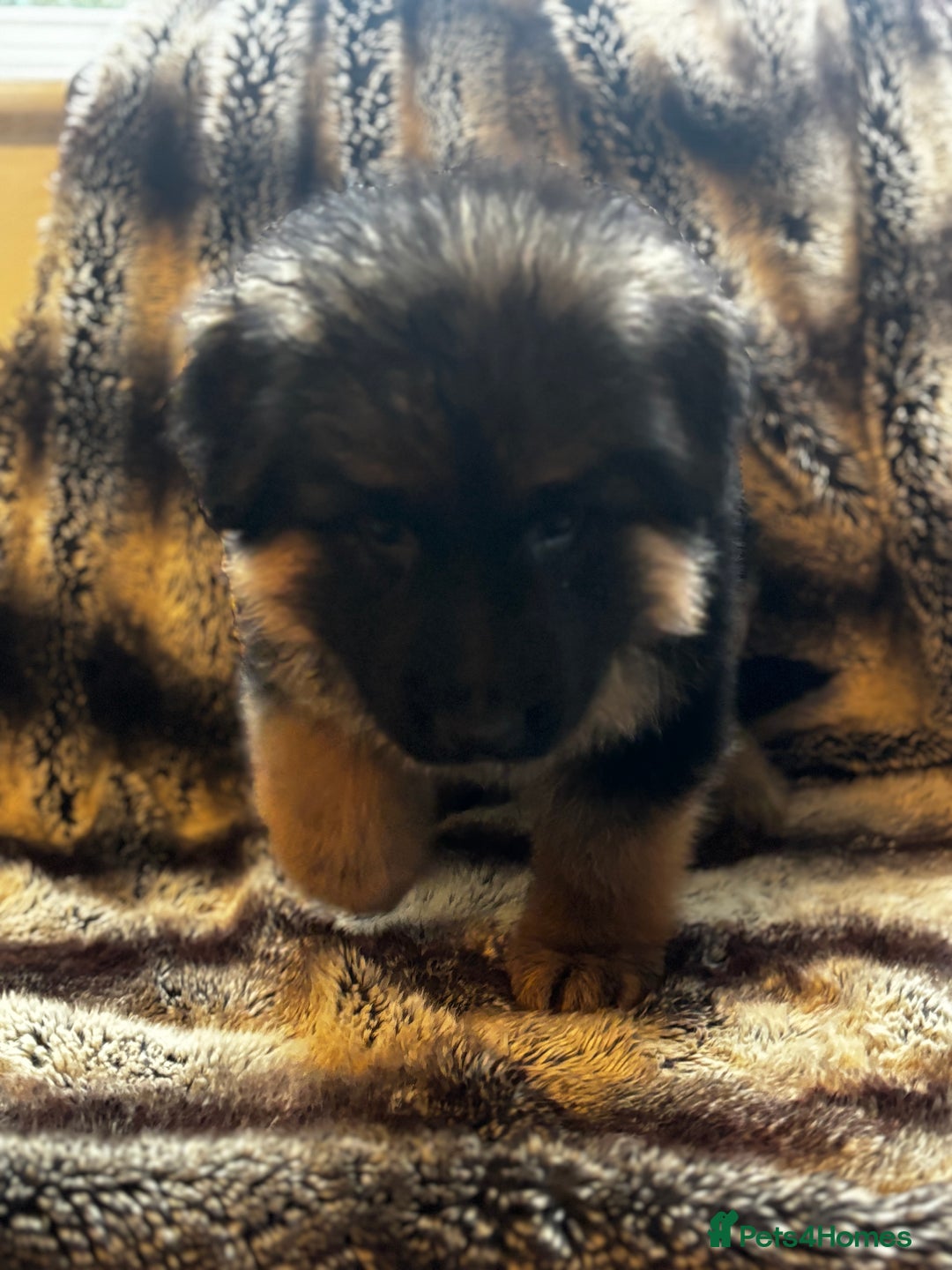 German Shepherd dogs for sale: 5 beautiful German Shepard puppies for sale  - Advert 4