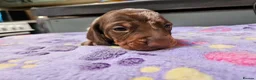 Miniature Dachshund dogs for sale: Stunning KC registered minature Dachshund - Advert 11