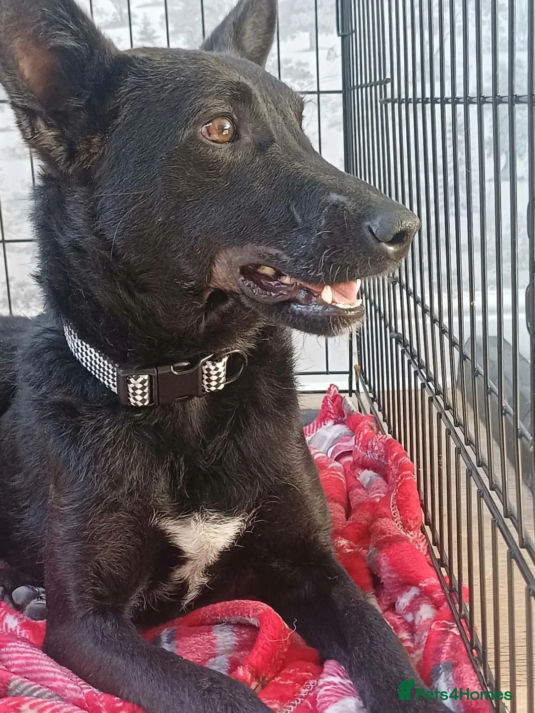 Mixed Breed dogs for adoption: Meet Dita ❤️  in Stockton-on-Tees - Advert 1