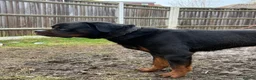 Rottweiler dogs for sale: German Boxed Head Rottweiler Male 1year + - Advert 2