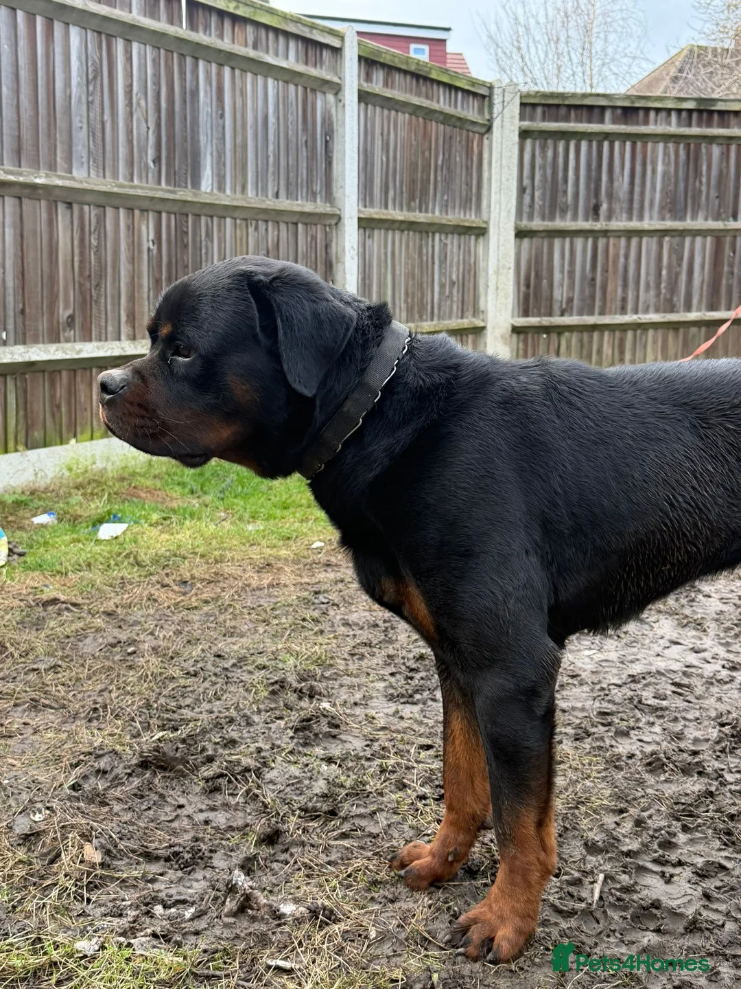 Rottweiler dogs for sale: German Boxed Head Rottweiler Male 1year + - Advert 2