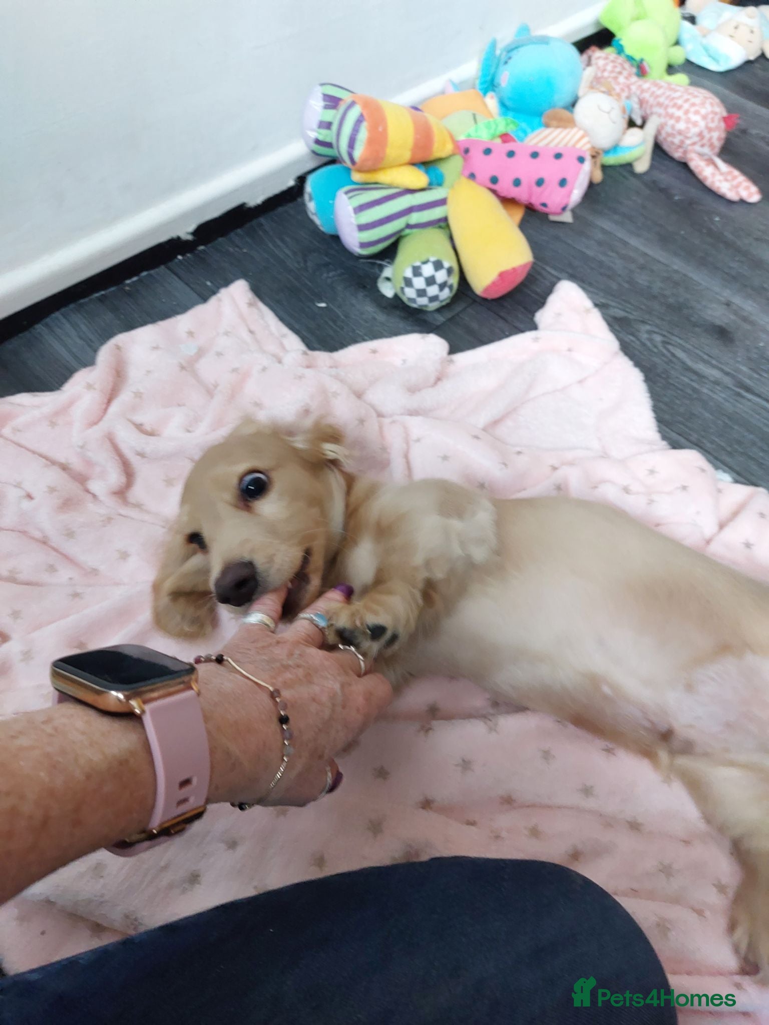 Miniature Dachshund dogs K C REG CREAM LONG HAIRED MINI DACHSHUND - Advert 2