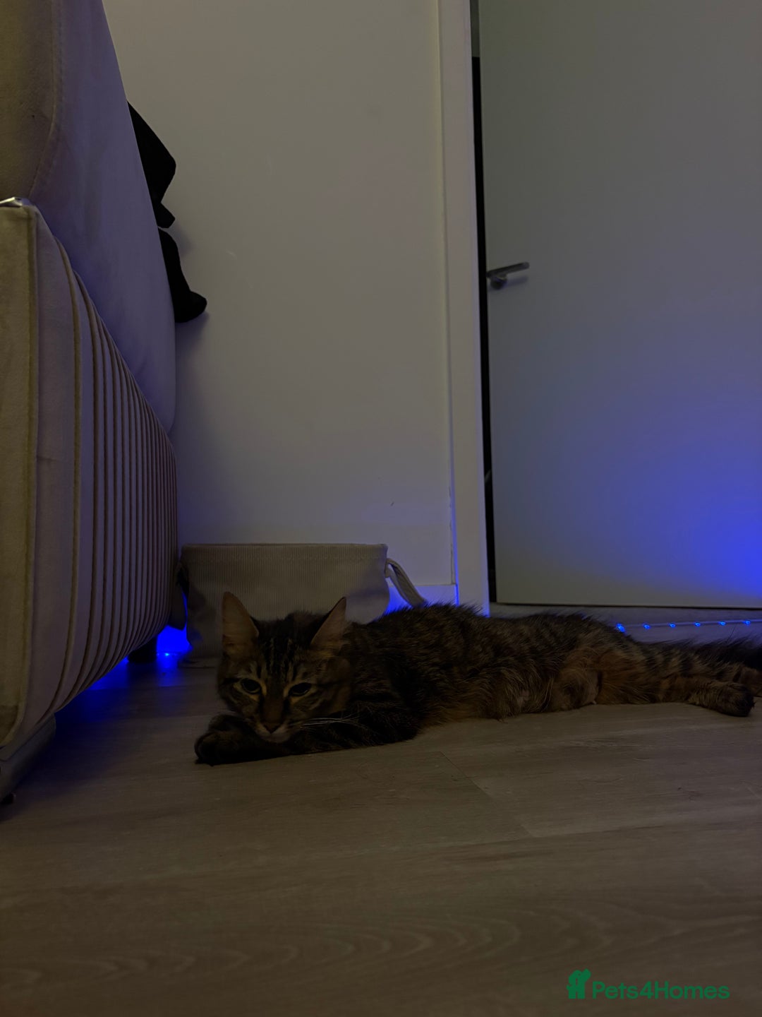 Mixed Breed cats for sale: Maine coon/tabby  - Image 8