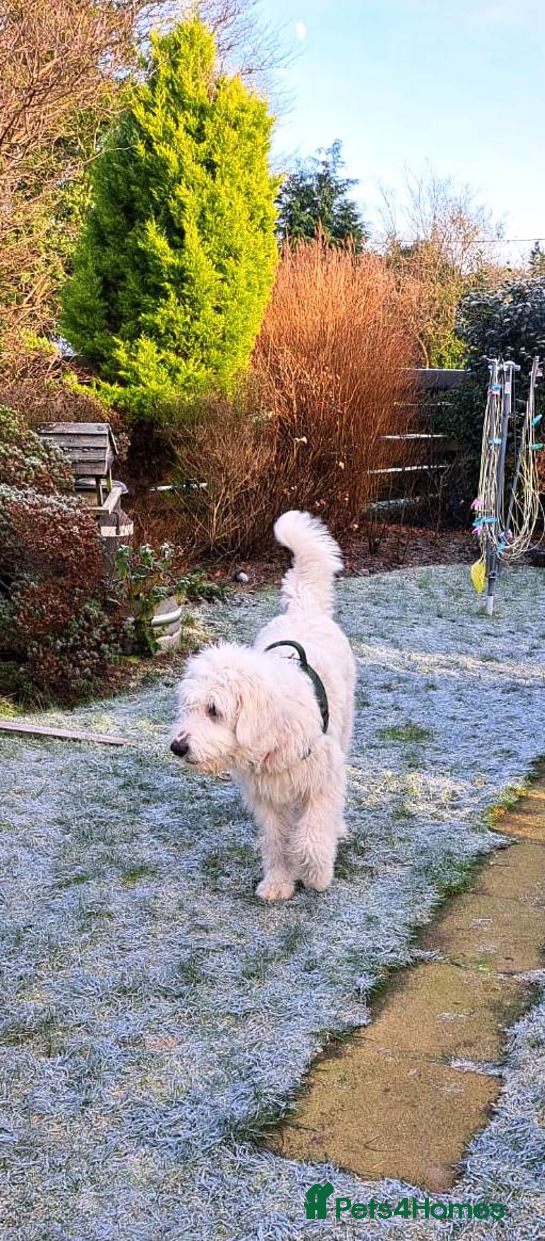 Mixed Breed dogs for adoption: 🖤MEET JOJO🖤 a Superb big Girl for a Loving Home - Advert 24