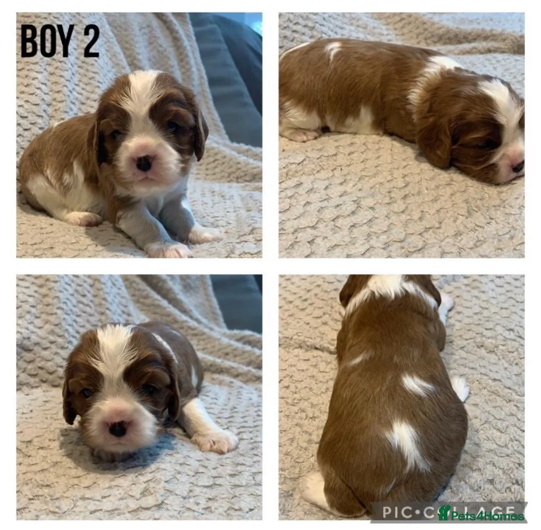 Cavalier King Charles Spaniel dogs for stud: Merlesque 5⭐️ cavalier stud DNA/Heart/Eye tests in Birmingham - Advert 21