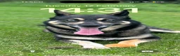 Mixed Breed dogs for sale: 10 beautiful pups for sale  in Retford - Advert 5