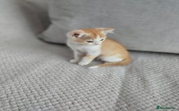 Scottish Fold cats for sale: Scottish Straight purebred kittens  - Image 18