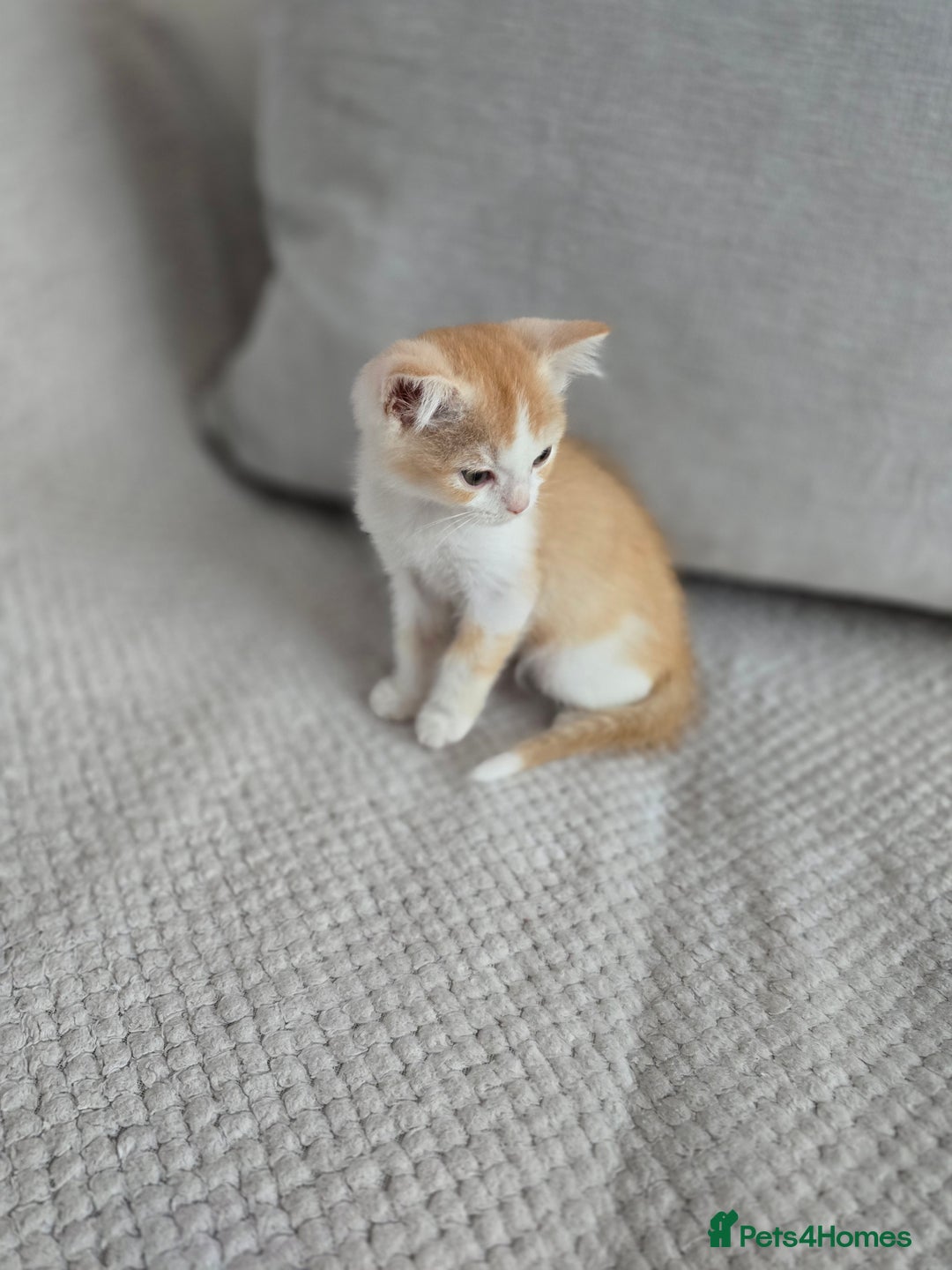 Scottish Fold cats for sale: Scottish Straight purebred kittens  - Image 18