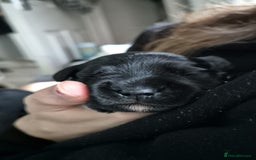 Miniature Schnauzer dogs for sale: 2xBeautiful kc reg mac/eye clr mini schnauzer girl - Image 6