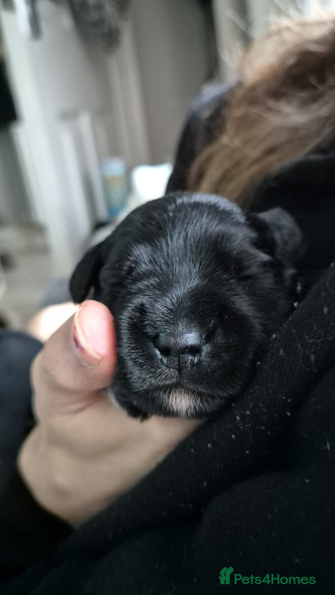 Miniature Schnauzer dogs for sale: 2xBeautiful kc reg mac/eye clr mini schnauzer girl - Image 6