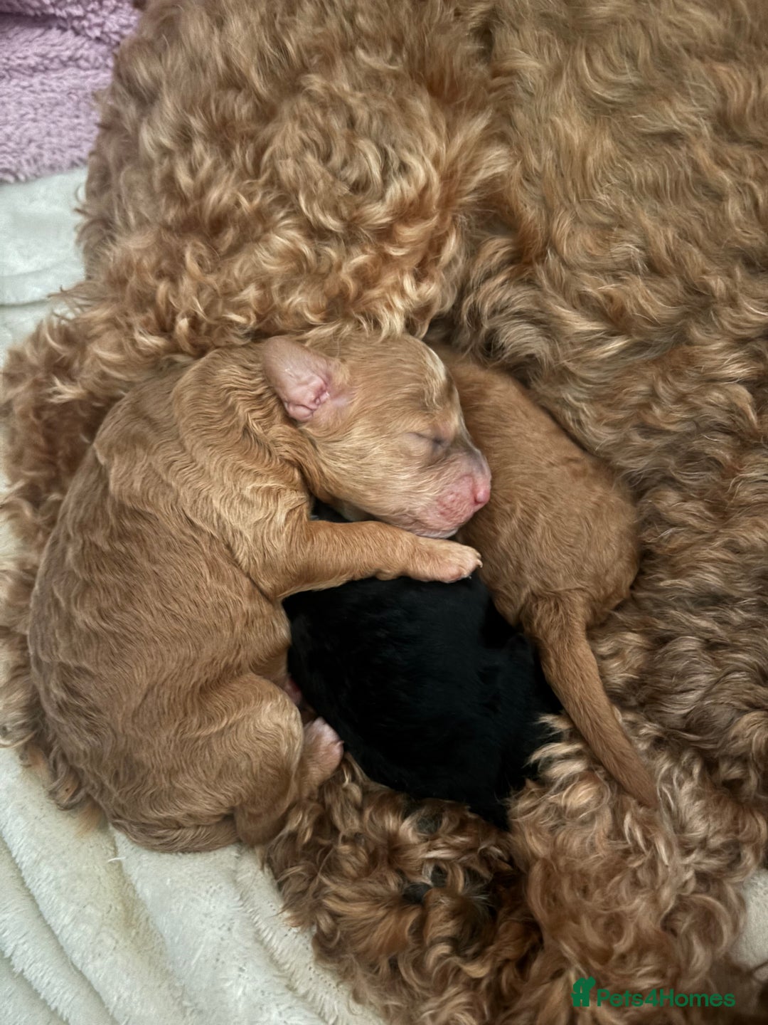 Cockapoo dogs for sale: Stunning cockapoo puppies - Advert 4