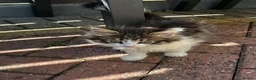 Persian cats for sale: Kitten - Advert 7