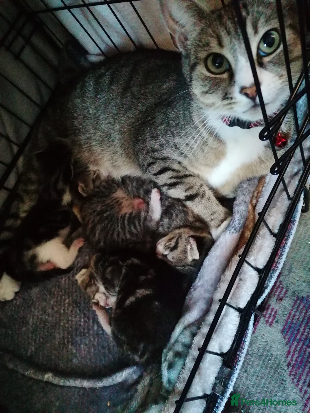 Mixed Breed cats for sale: Mixed breed kittens - Image 12