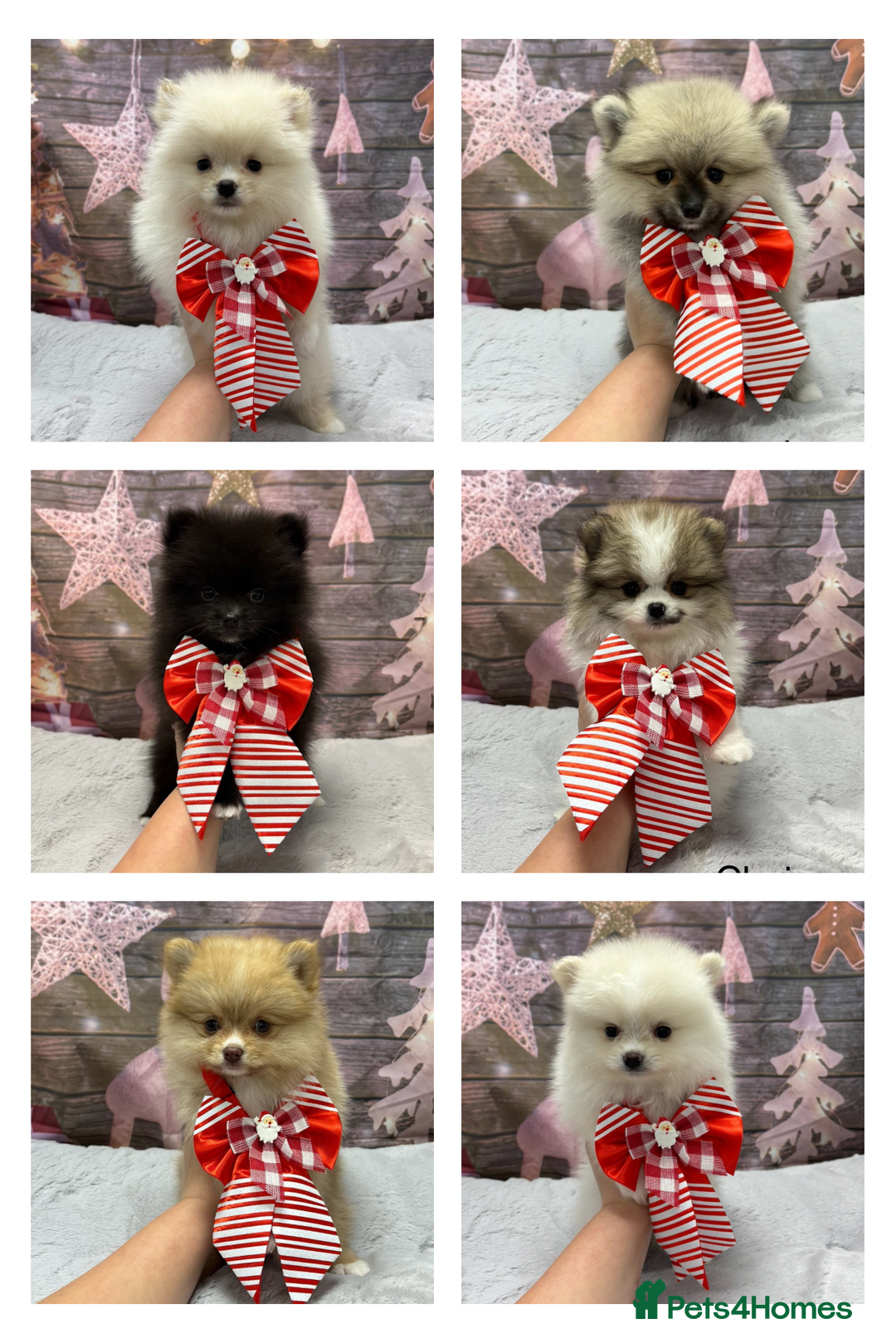 Pomeranian dogs for sale: Last Boy left! Pomeranian Pup - Advert 18