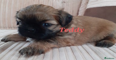 Shih Tzu dogs - Advert 5
