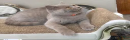 British Shorthair cats for sale: ONLY 2 LEFT Gorgeous BSH Kittens Leo&Zues - Advert 5