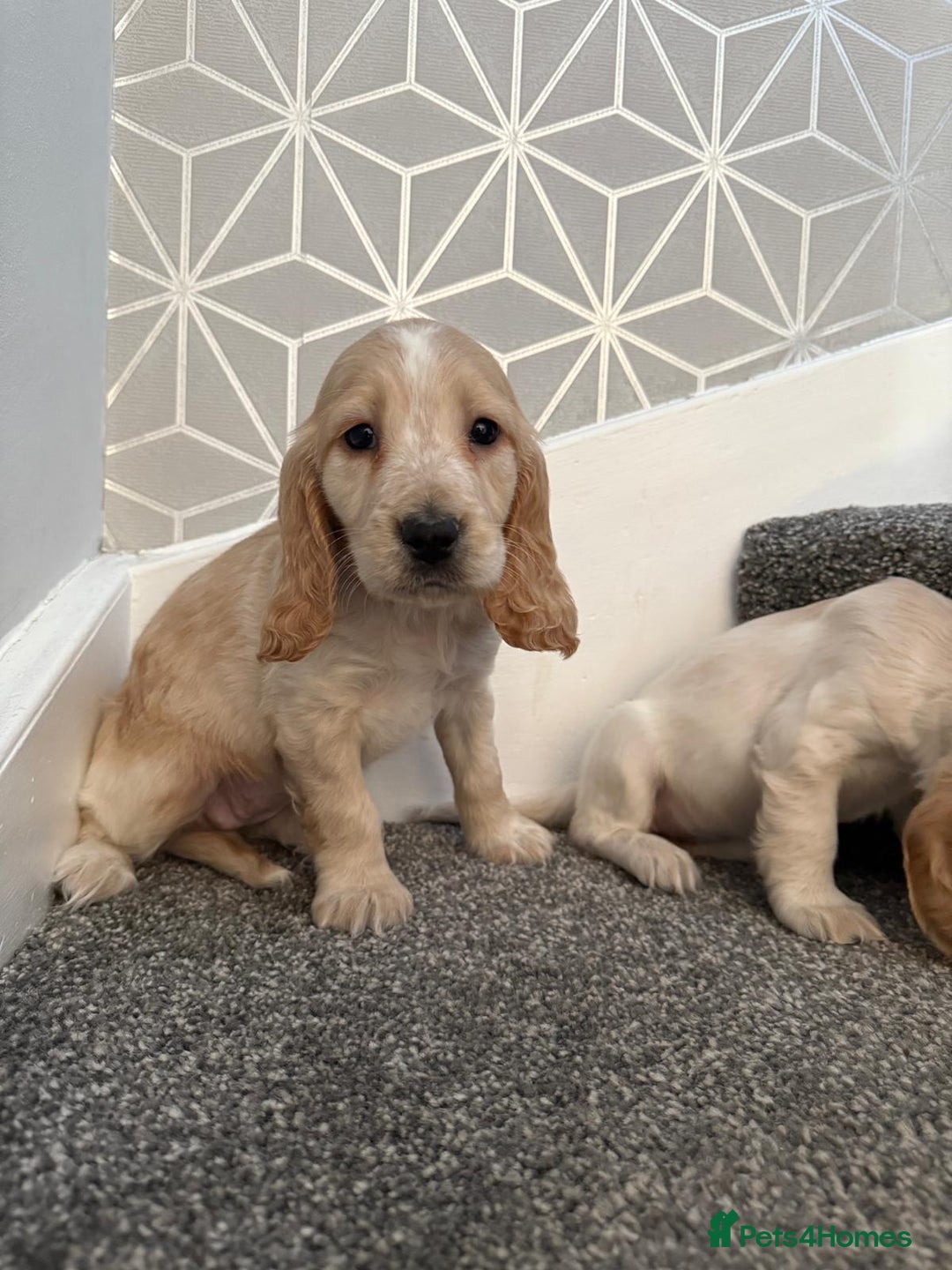 Cocker Spaniel dogs for sale: Beautiful Cocker Spaniel Puppies. - Advert 10
